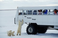北极熊与游人图片