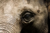 大象头部图片