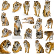 各种形状老虎图片