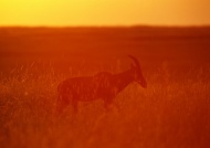 夕阳鹿草原图片
