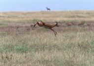 奔跑的鹿图片