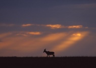 羚羊夕阳图片