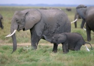 大象小象图片