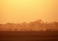 夕阳斑马草原图片