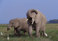 大象群图片