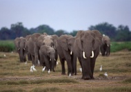 非洲大象群图片