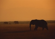 夕阳大象图片