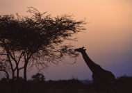 夕阳长颈鹿图片
