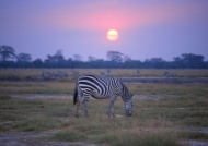 斑马草原夕阳图片
