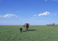 大象草地蓝天图片