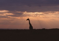 夕阳长颈鹿图片