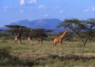 长颈鹿原始森林大草原图片