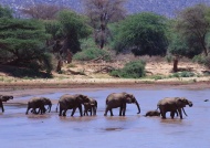 大象群过河图片