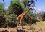 长颈鹿原始森林图片
