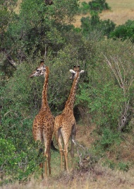 长颈鹿树林图片