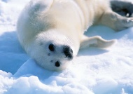 北极熊动物图片