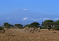 非洲大象图片