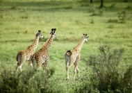 长颈鹿动物图片