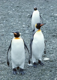黑脚企鹅图片