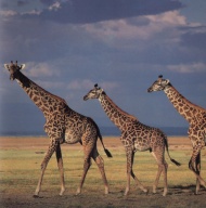 长颈鹿动物图片