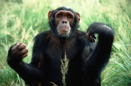 大猩猩图片