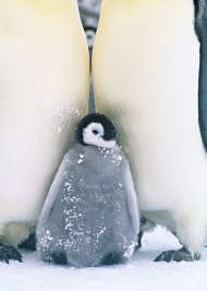 小企鹅图片