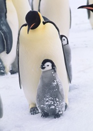 企鹅一家图片