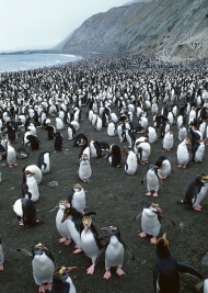 企鹅岛图片
