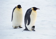 企鹅一家图片