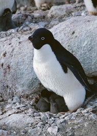 幼年的企鹅图片