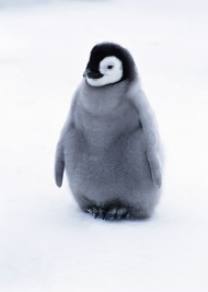 小企鹅图片