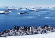 北极企鹅图片