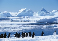 北极企鹅图片