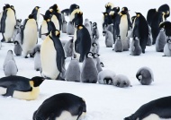 企鹅家族图片