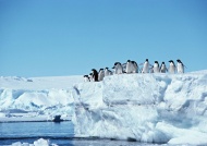 冰岛企鹅图片
