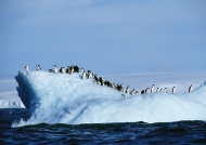 企鹅跳水图片