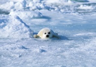 北极海豹图片