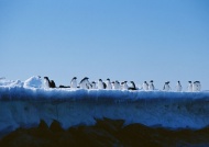 冰岛企鹅图片