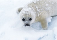 冰雪海豹图片