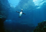 企鹅潜水图片