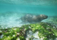 海狮潜水图片