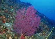 海树图片
