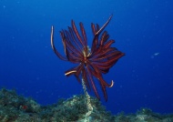 海洋软体生物图片