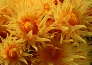 海菊花图片