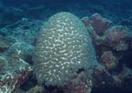 深海生物图片