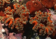 海底植物图片
