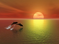 夕阳海豚图片