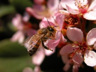 蜜蜂鲜花图片