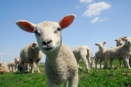 草原绵羊图片