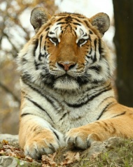 可爱老虎图片